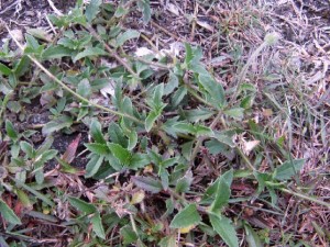 msian-wild-dandelion-01 msian-wild-dandelion-01