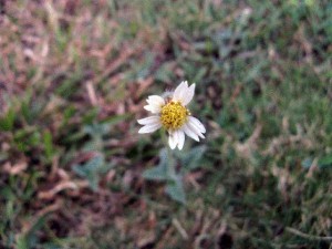 msisan-wild-dandelion-flowe